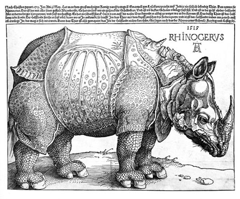 duerer rhino